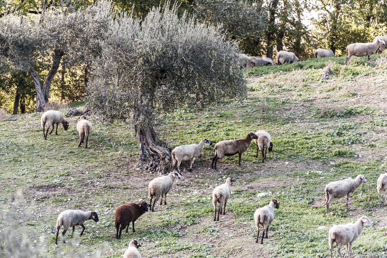 Tenuta San Felice Giano dellʼUmbria Εξωτερικό φωτογραφία